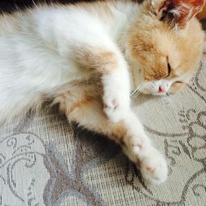 肉欲奥运会1983删减了吗
